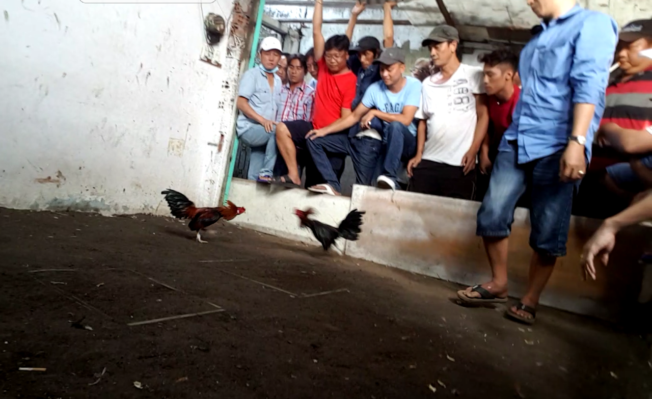 Bồ gà 67 là bồ gà khá nổi tiếng tại Campuchia