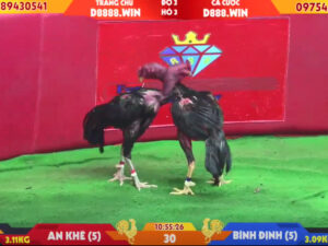 Đá gà đòn C1 Thomo là các trận đá gà diễn ra tại trường gà nổi tiếng, được anh em cược thủ yêu thích