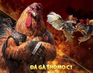 Đá gà gairi C1 Thomo là giải đá gà lớn, uy tín thu hút đông đảo người tham gia