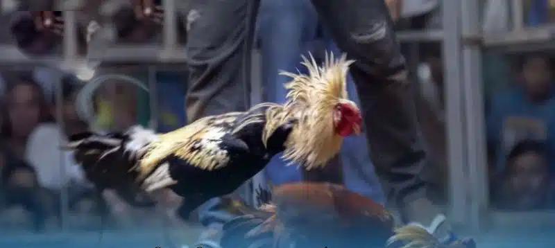 Đá gà truyền thống Việt Nam thường được tổ chức vào các dịp lễ tết, hội làng