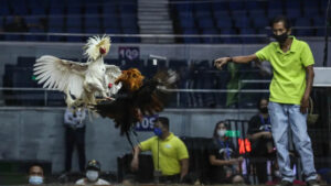 Đá gà phi được yêu thích bởi tốc độ nhanh, gọn, đòn chí mạng