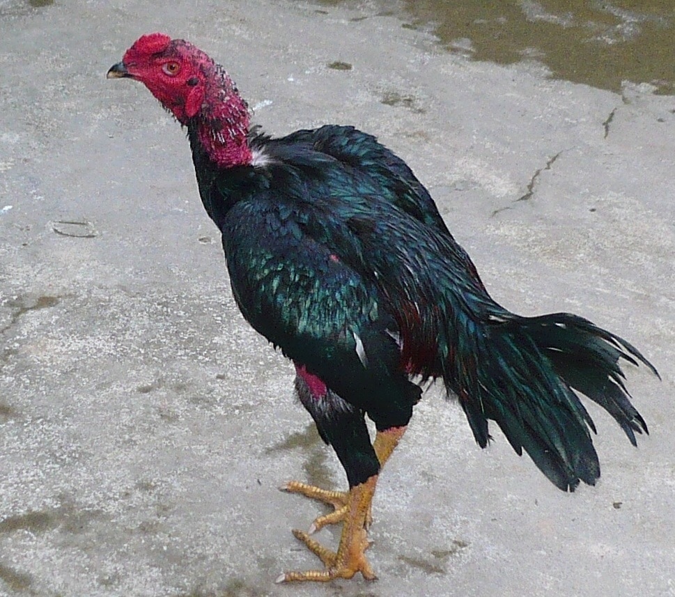 Đặc điểm của gà đá đòn độc