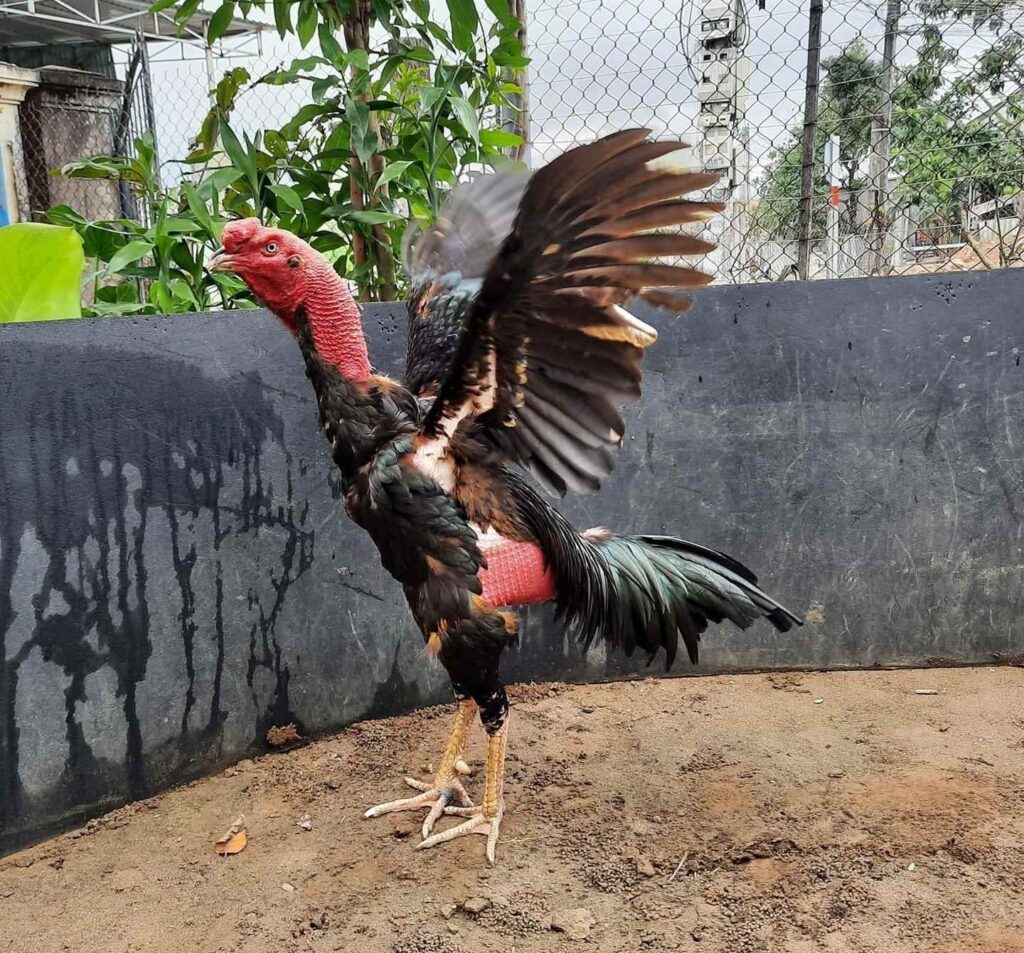 Gà đá đòn độc thường có các thế đòn hiểm, dễ hạ gục đối thủ