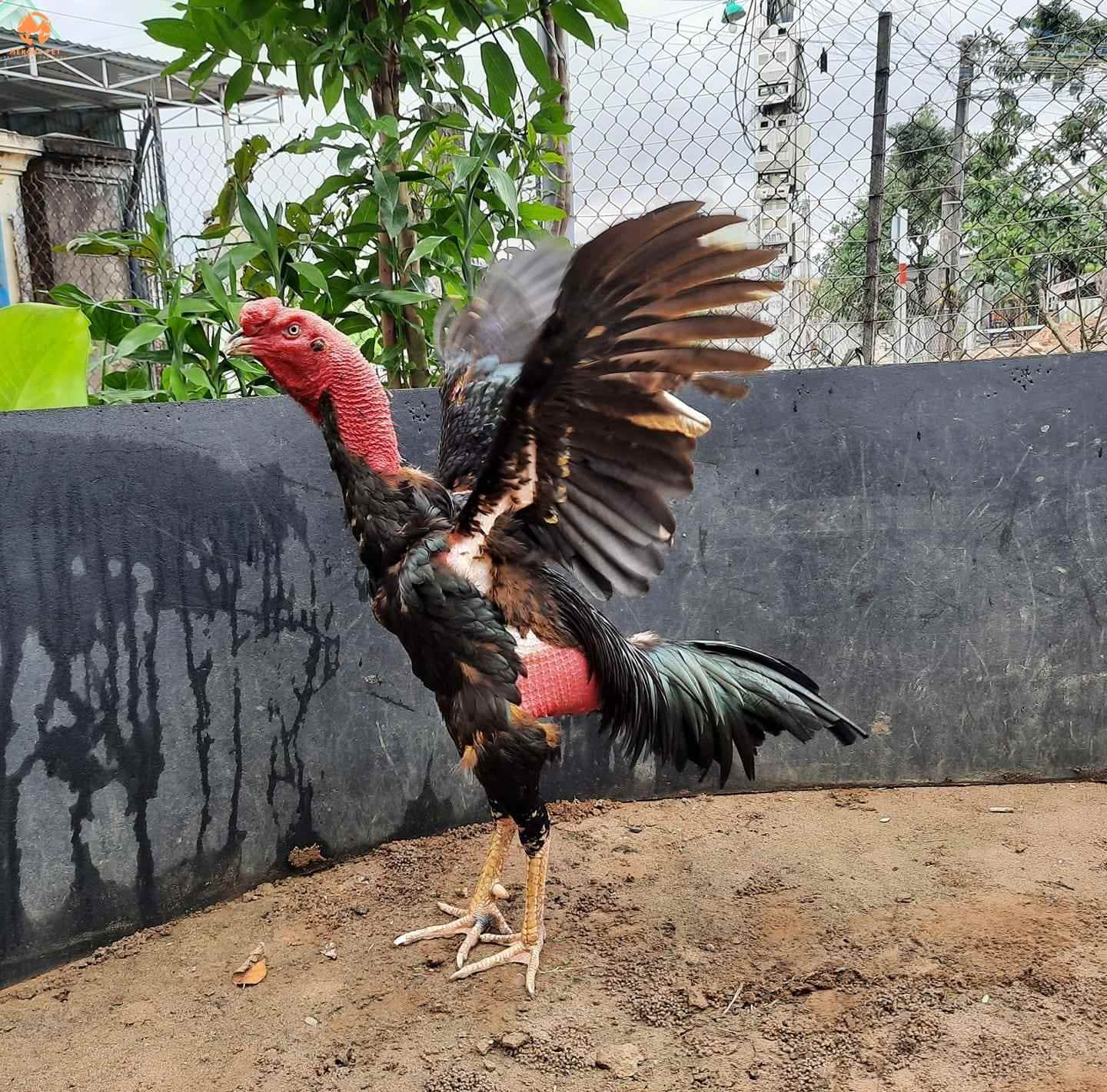 Gà đá đòn độc thường có các thế đòn hiểm, dễ hạ gục đối thủ