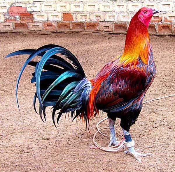 Gà Mỹ cựa dao là dòng gà hot tại trường gà Thomo và được nhiều anh em yêu thích