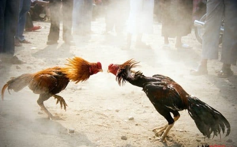 Gà Peru đá có sức mạnh vượt trội cùng với tinh thần máu chiến