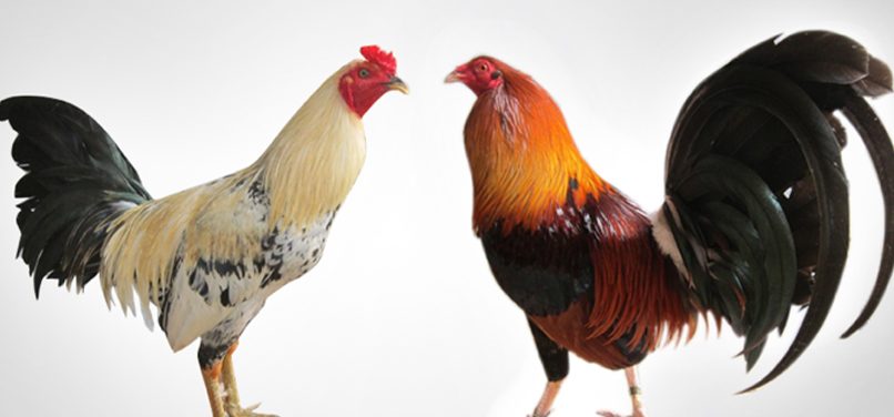 Gà tre đá được ưa chuộng vì có nhiều ưu điểm nổi bật