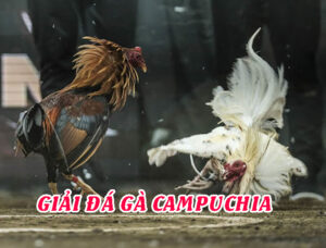 Đá gà Campuchia nổi tiếng với các trận đá gà cựa sắt kịch tính và hấp dẫn