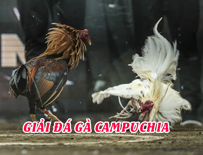 Đá gà Campuchia nổi tiếng với các trận đá gà cựa sắt kịch tính và hấp dẫn