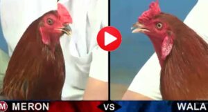 Nắm được lịch thi đấu đá gà Thomo hôm nay đem lại rất nhiều lợi ích