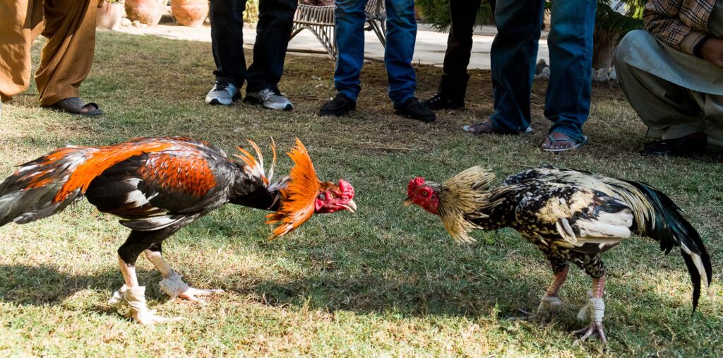 Thomo247 là nền tảng chuyên cập nhật tin tức về các trận đá gà hấp dẫn, đa dạng hình thức thi đấu