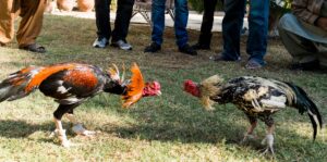 Thomo247 là nền tảng chuyên cập nhật tin tức về các trận đá gà hấp dẫn, đa dạng hình thức thi đấu