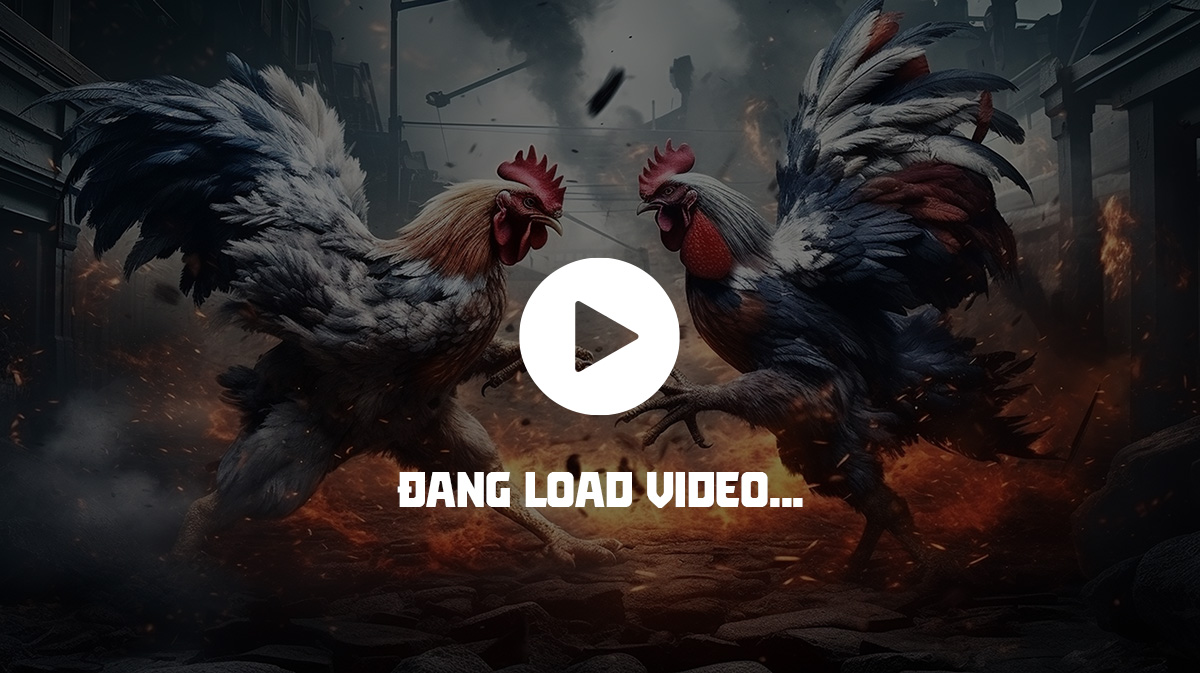 Thomo247 không chỉ cập nhật tin tức, mà còn là nơi kết nối, giao lưu giữa các kê thủ