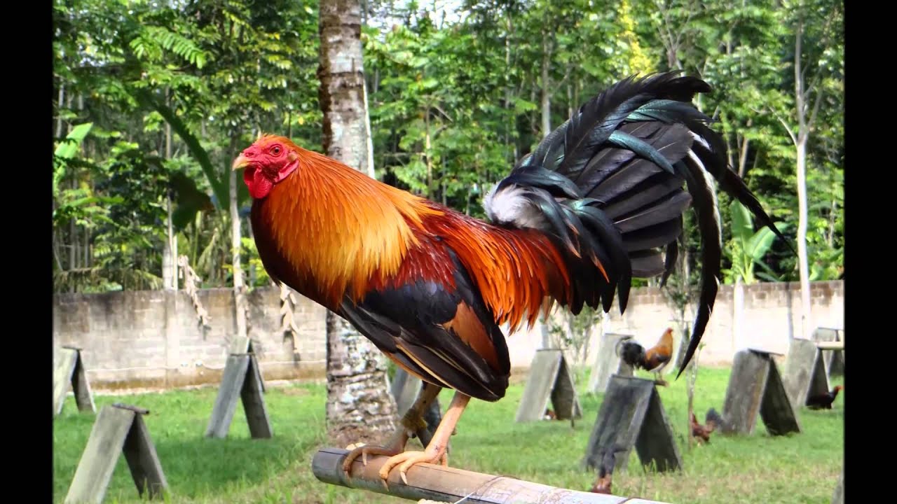 Đặc điểm của gà Mỹ và gà Peru 