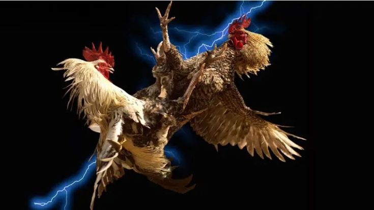 Ngày càng có nhiều người xem lựa chọn hình thức xem đá gà online