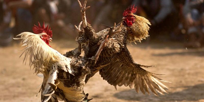 E2BET đồng hành cùng cộng đồng đá gà tại Việt Nam