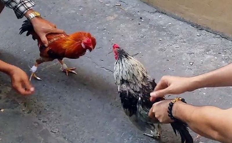 E2BET là nền tảng giải trí hàng đầu hiện nay, nổi bật với bộ môn đá gà trực tuyến