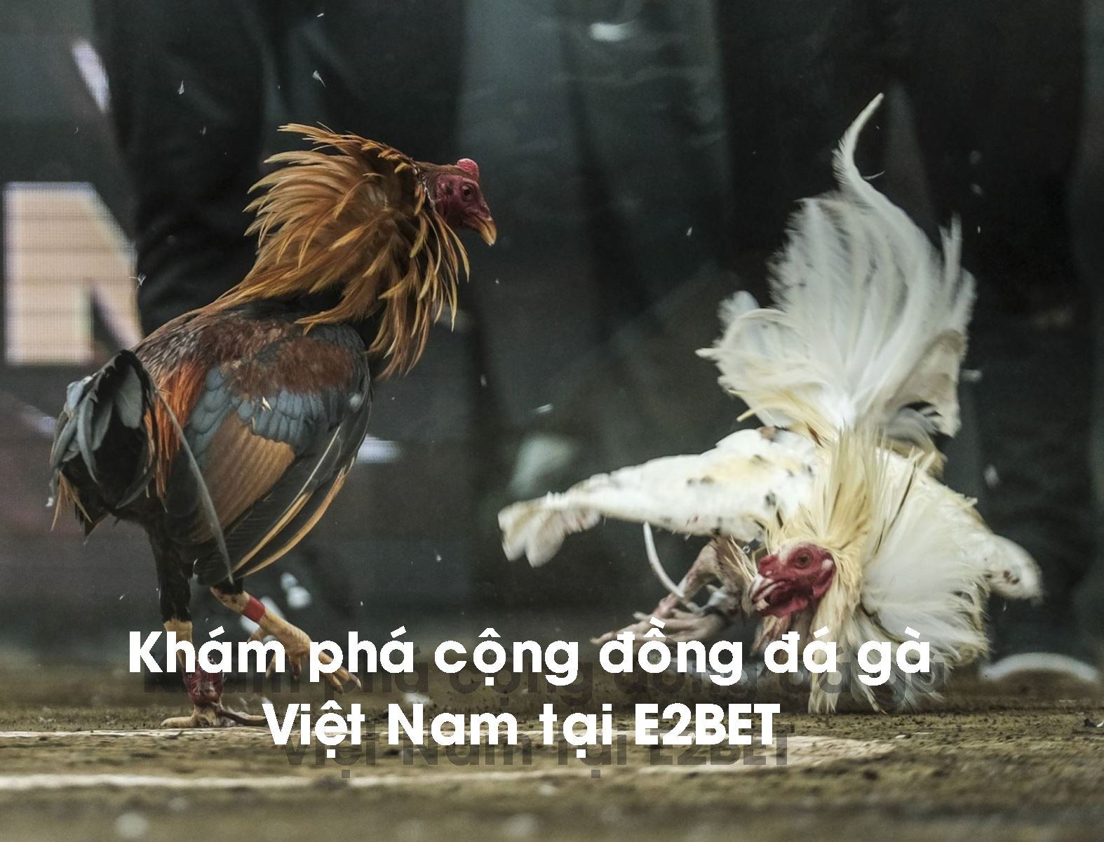 Đá gà từ lâu là thú vui của người Việt vào các dịp hội làng, lễ tết