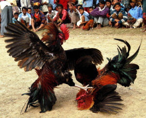 Trực tiếp gà đá Thomo trường 67 được anh em đam mê đá gà quan tâm